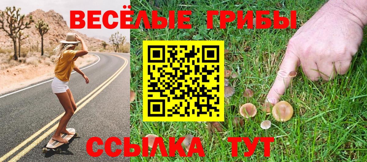 Псилоцибиновые грибы Psilocybe Камышлов